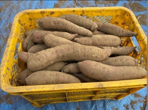 さつまいも　紅はるか　農家直送　20kg