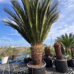 ソテツ🌴シンボルツリー🌴極太‼️の画像