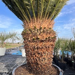 ソテツ🌴シンボルツリー🌴極太‼️の画像