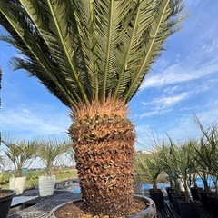 ソテツ🌴シンボルツリー🌴極太‼️の画像