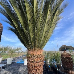 ソテツ🌴シンボルツリー🌴極太‼️の画像