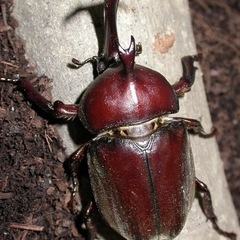 金華カブトムシの画像