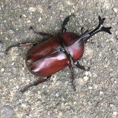 金華カブトムシの画像