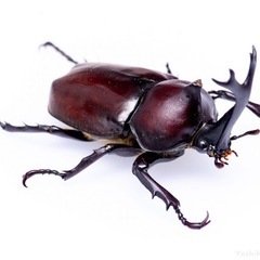 金華カブトムシの画像