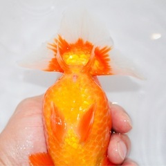 特大らんちゅう　18センチ　金魚の画像