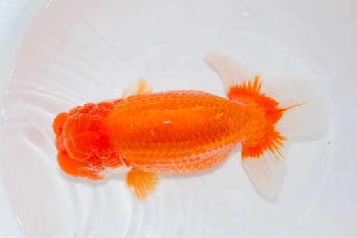 特大らんちゅう18センチ金魚 (なお) 潟元のその他の中古あげます・譲り