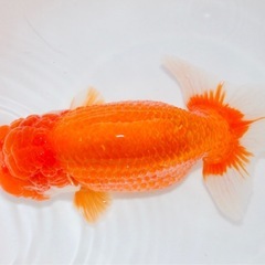 特大らんちゅう　18センチ　金魚の画像