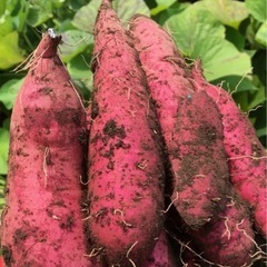 さつまいも　紅はるか　農家直送　5kgの画像