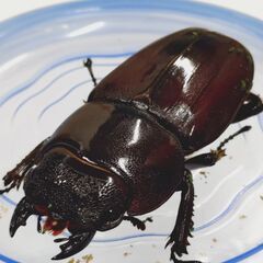 スマトラオオヒラタ♀３頭　ＣＢＦ３　新成虫の画像