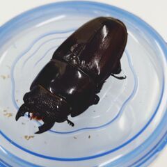 スマトラオオヒラタ♀３頭　ＣＢＦ３　新成虫の画像