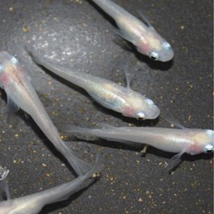 白メダカの画像