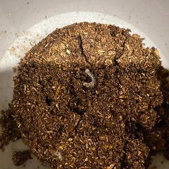 ツシマヒラタクワガタ　幼虫5頭セットの画像