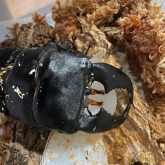 スマトラオオヒラタクワガタ　♀単品の画像