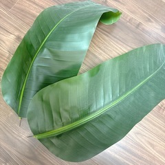 フェイクグリーン　人工
観葉植物　大型　210cm　オーガスタ　の画像