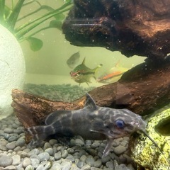 熱帯魚　各種の画像