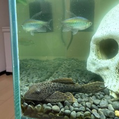 熱帯魚　各種の画像