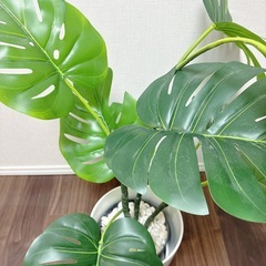 IKEA モンステラ　フェイクグリーン　鉢セットの画像