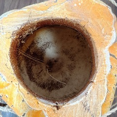 ココナッツプランター　フェイクグリーンつき の画像