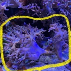 ヤナギカタトサカ付き棒状ライブロック【引き取り限定】の画像