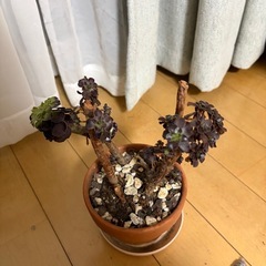 黒法師 アエオニウムの画像