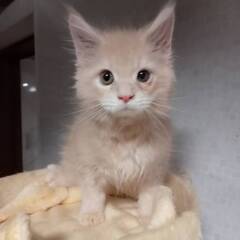 11月30日🌸✨すみれペットクリニック様でメインクーン🐈の譲渡会