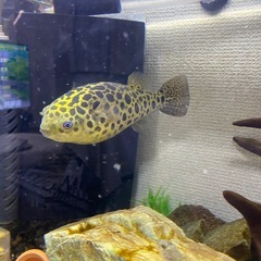 ビックみどりフグの画像