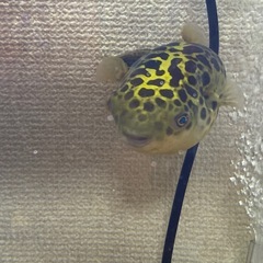 ビックみどりフグの画像