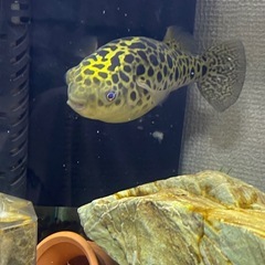 ビックみどりフグの画像