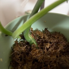 斑入りモンステラの画像