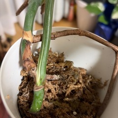 斑入りもモンステラの画像