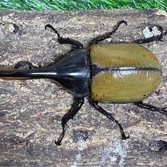 【珍種】DHパスコアリ　ペアの画像