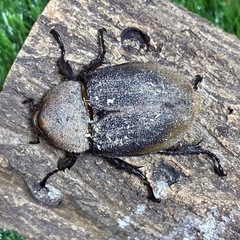 【珍種】DHパスコアリ　ペアの画像