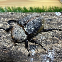 【珍種】DHパスコアリ　ペアの画像