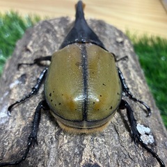 【珍種】DHパスコアリ　ペアの画像