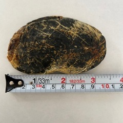 【お買い得】41g ツキノワグマ　胆のう　熊の胆の画像