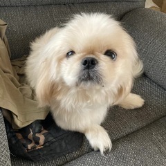 ペキニーズ♂4歳 再募集🙇‍♀️