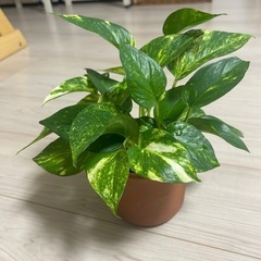 ポトス　ゴールデンの画像