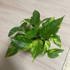 ポトス　ゴールデンの画像