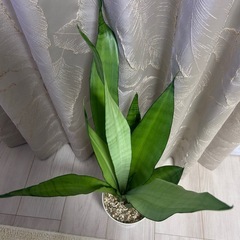 サンスベリア　ムーンシャインの画像