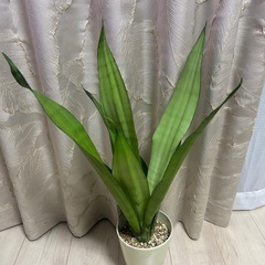 サンスベリア　ムーンシャインの画像