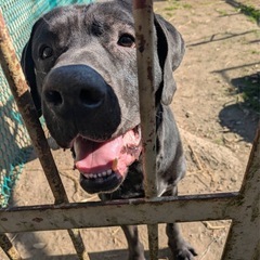 土佐犬の男の子　だいくん　穏やかに暮らせるおうちを探してい…