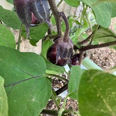 軽度障がい者グループホーム支援員 (パート) の画像