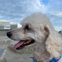 軽度障がい者グループホーム支援員 (パート) の画像