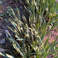 日本水仙苗の画像