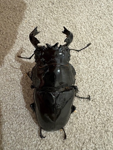 タランドゥスオオツヤクワガタ