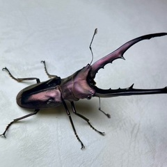 パープル系メタリフェルホソアカクワガタ　成虫ペア ※訳ありの画像