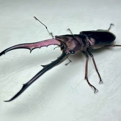 パープル系メタリフェルホソアカクワガタ　成虫ペア ※訳ありの画像