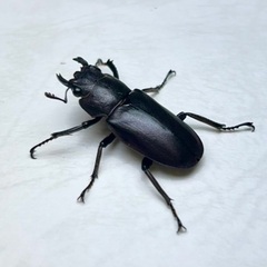 パープル系メタリフェルホソアカクワガタ　成虫ペア ※訳ありの画像