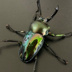 紫紺系グリーンニジイロクワガタ　成虫ペアの画像