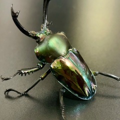 紫紺系グリーンニジイロクワガタ　成虫ペアの画像